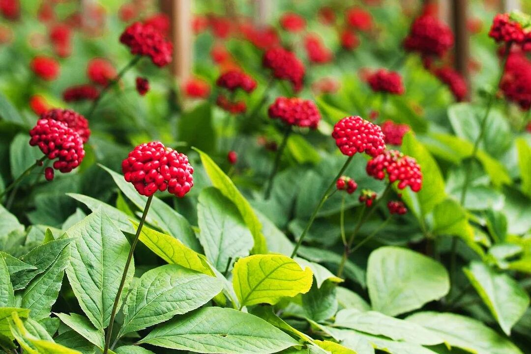 Ginseng planta medicinala pentru potenta