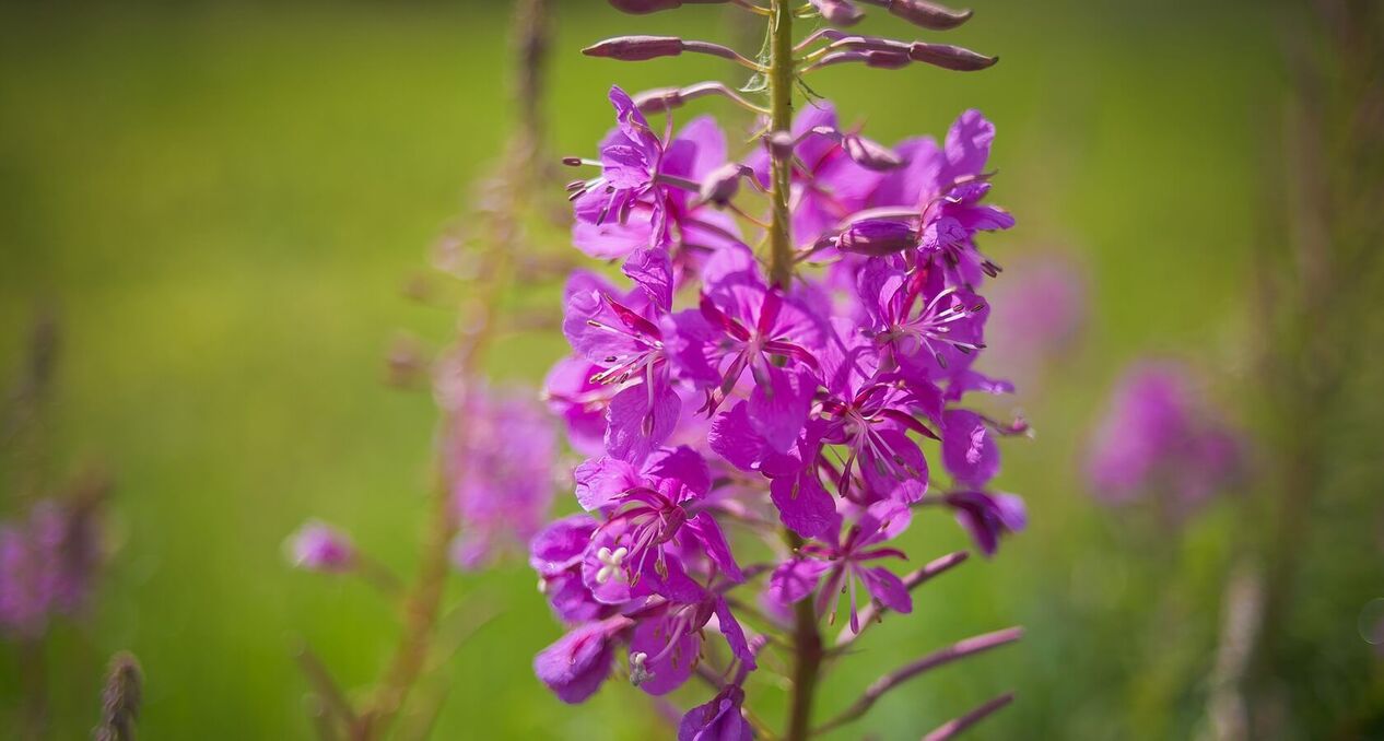 Willowherb pentru sănătatea bărbaților